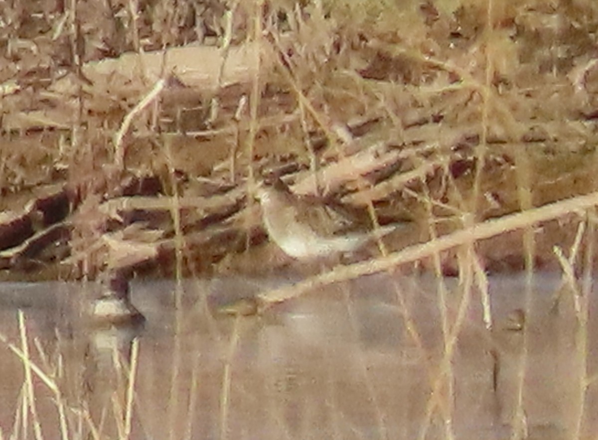 Graubrust-Strandläufer - ML627674458