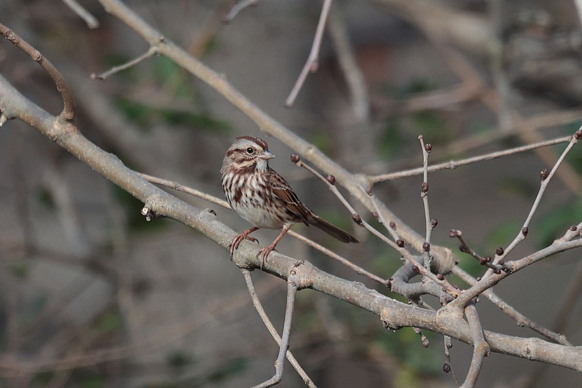 Song Sparrow - ML627674463