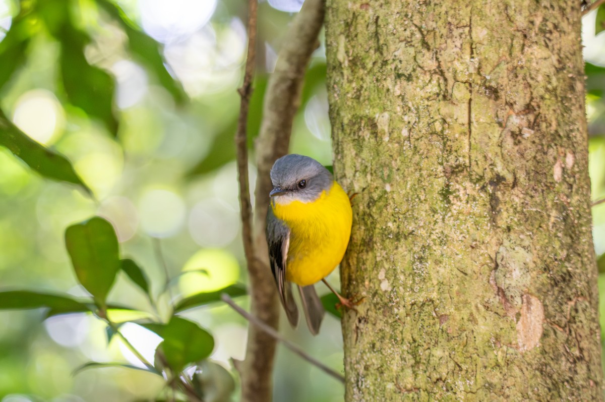 Eastern Yellow Robin - ML627674466