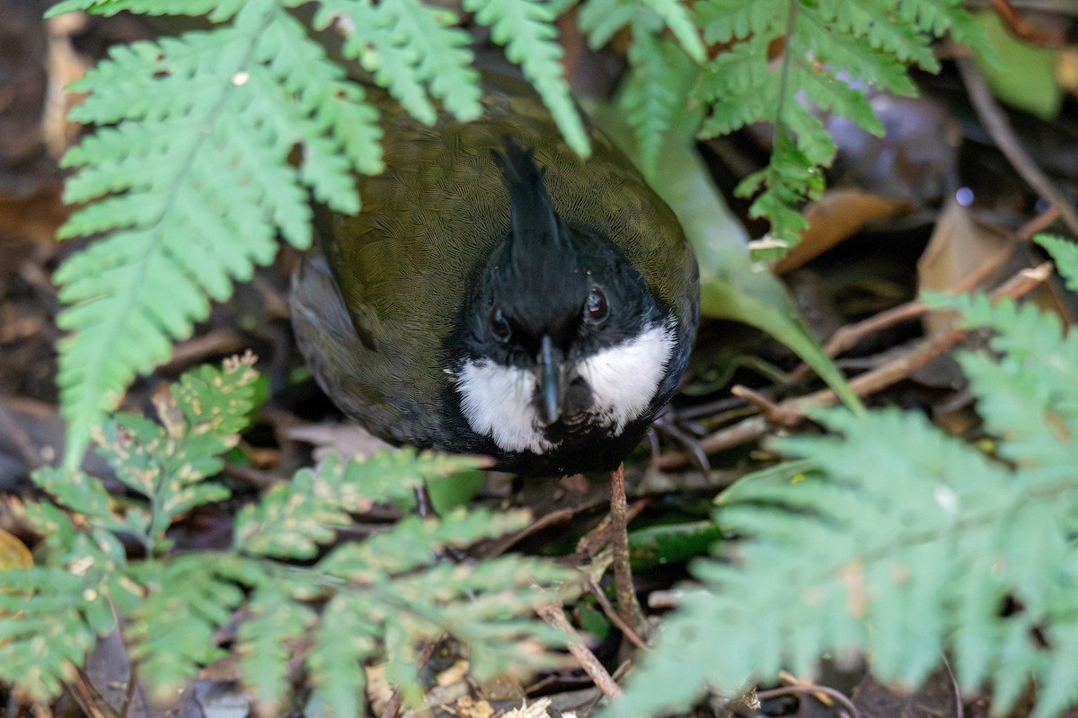 Eastern Whipbird - ML627674474