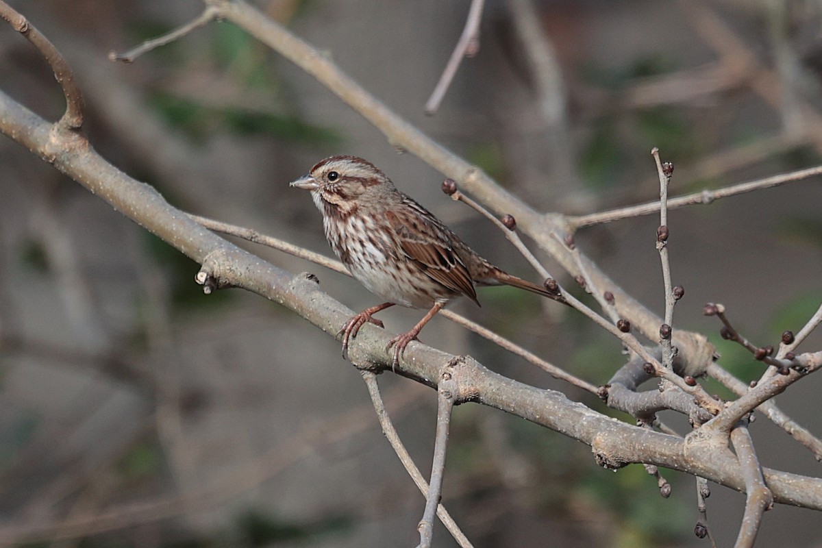 Song Sparrow - ML627674480