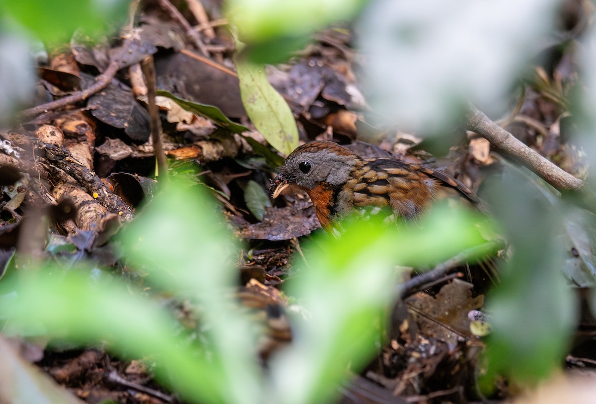 Australian Logrunner - ML627674511