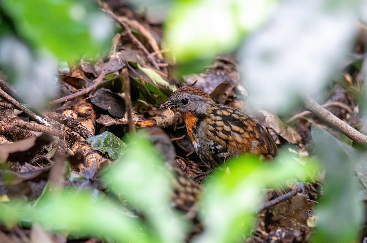 Australian Logrunner - ML627674512