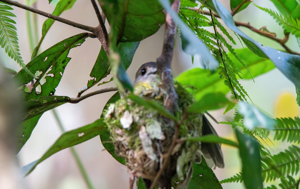 Pale-yellow Robin - ML627674534