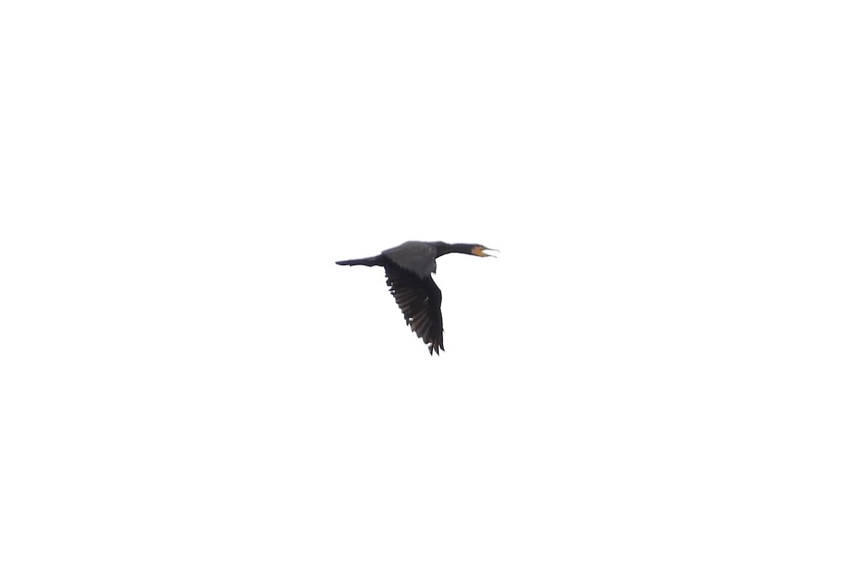 Great Cormorant - ML627674536