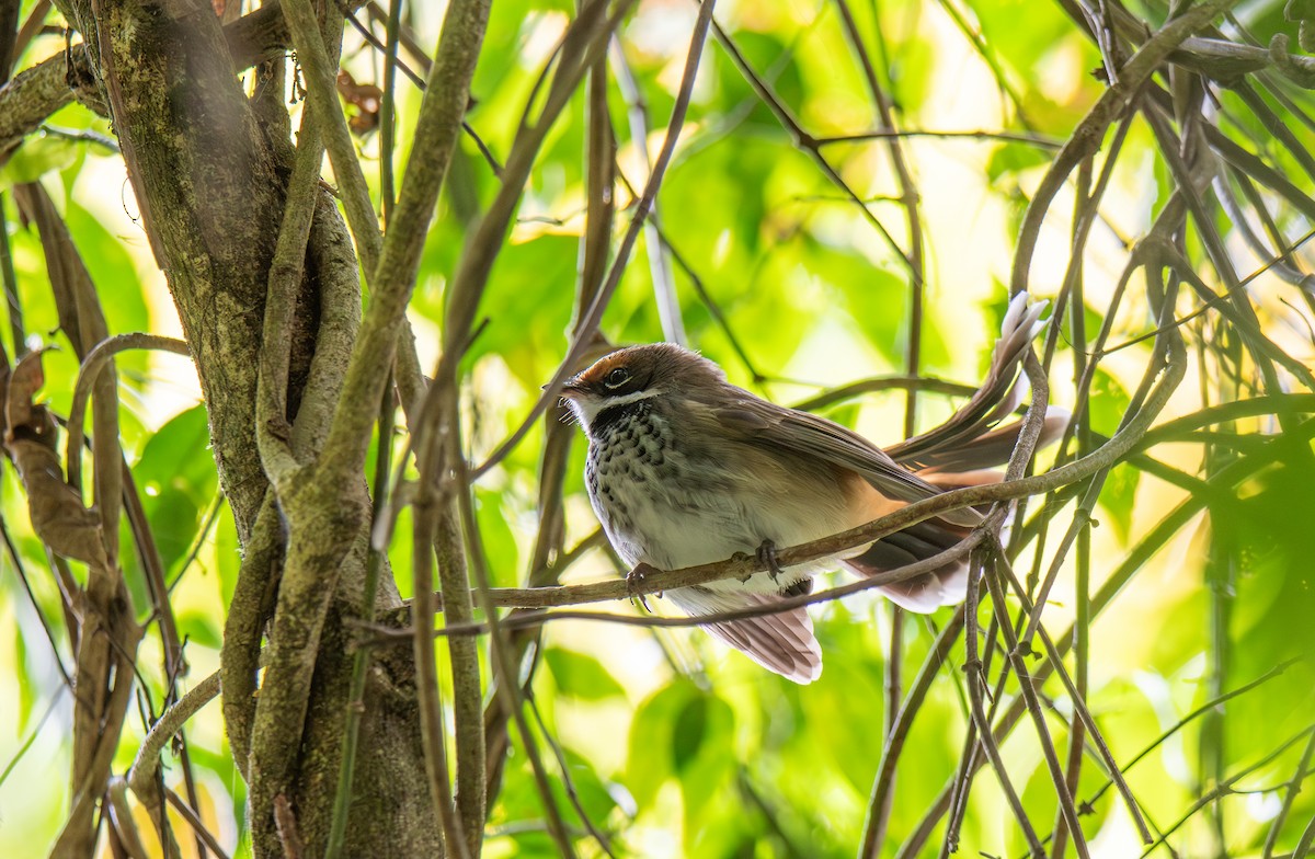 Australian Rufous Fantail - ML627674537