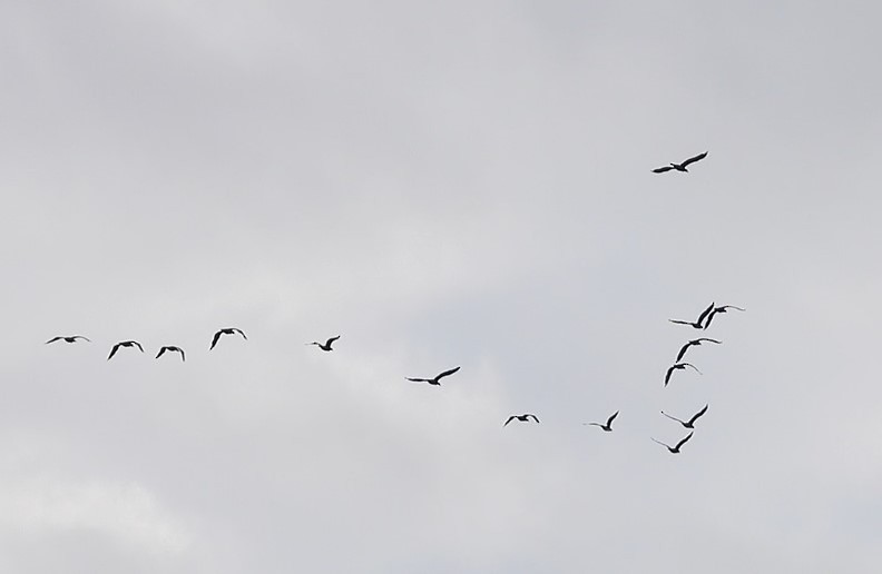 Great Cormorant - ML627674541