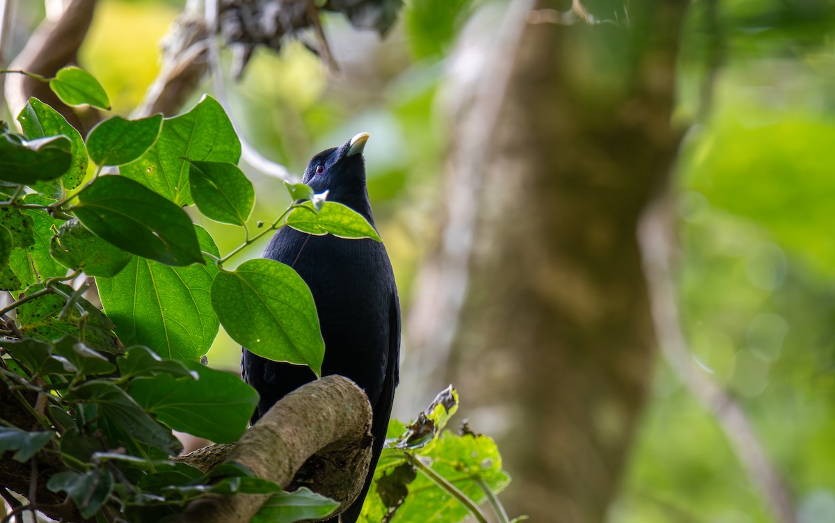 Satin Bowerbird - ML627674544