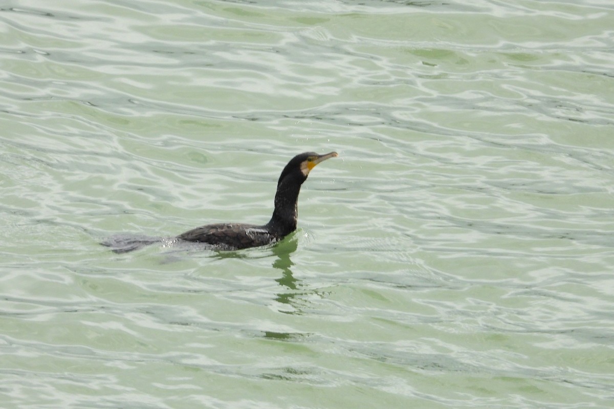 Great Cormorant - ML627674550