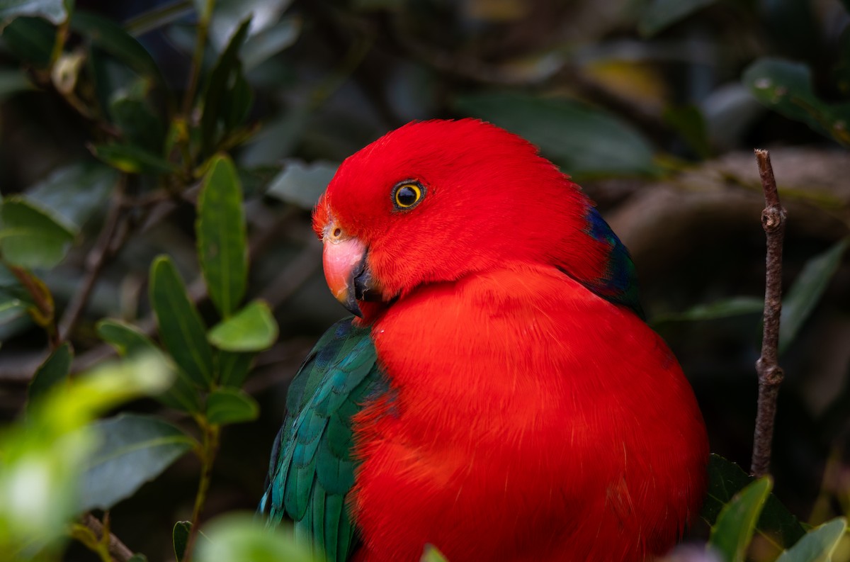 Australian King-Parrot - ML627674564