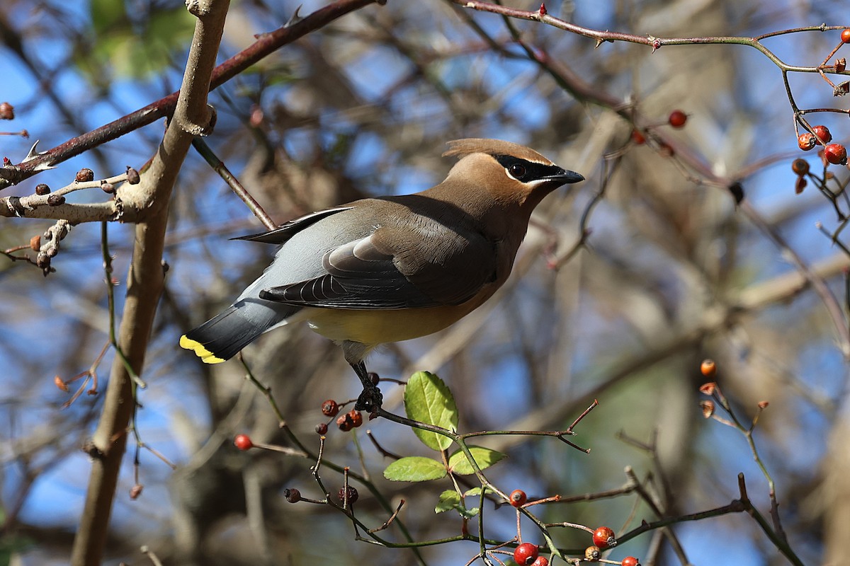 Cedar Waxwing - ML627674595