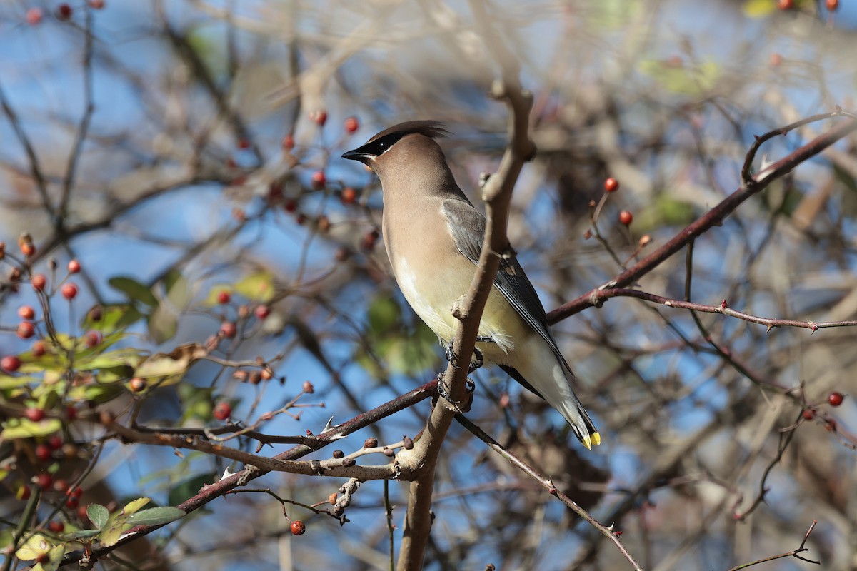 Cedar Waxwing - ML627674622