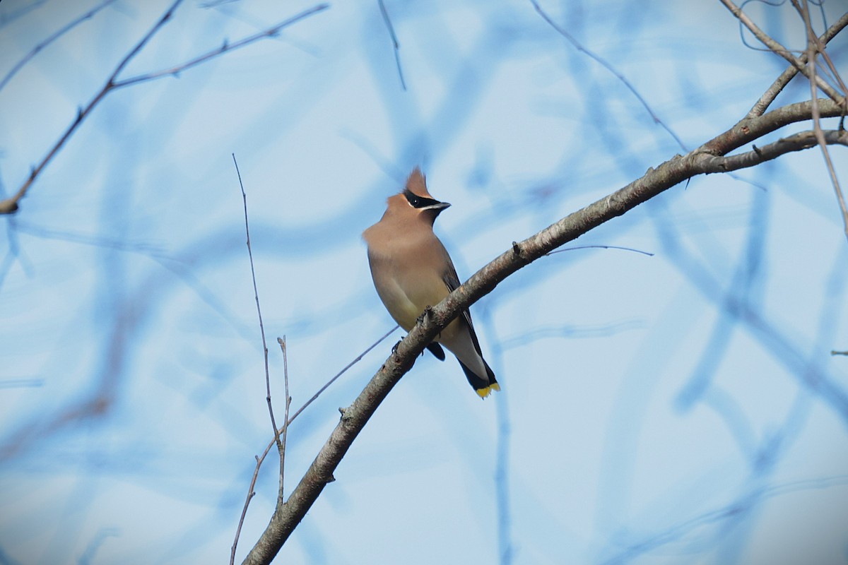 Cedar Waxwing - ML627674646
