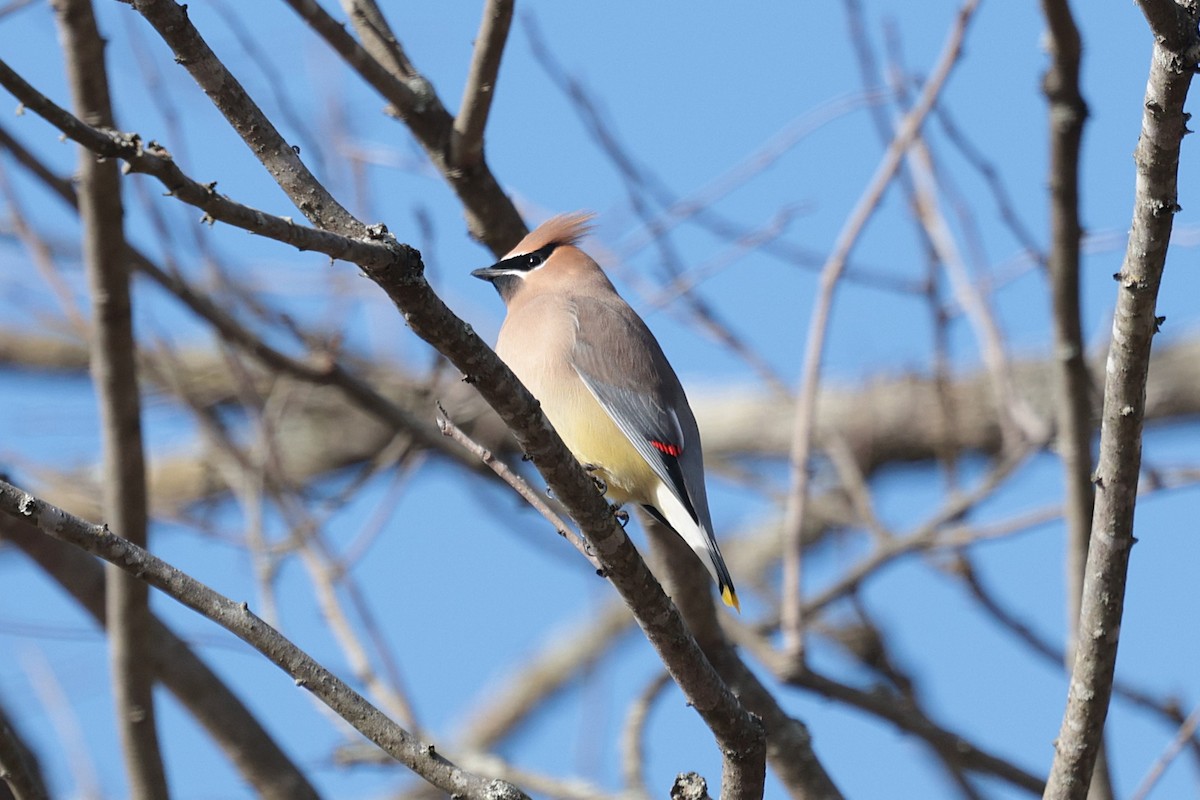 Cedar Waxwing - ML627674676
