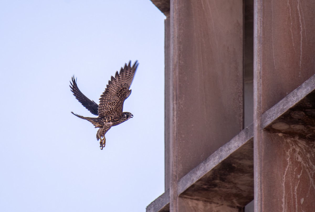 Peregrine Falcon - ML627674690