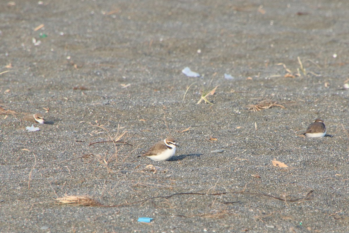 Kentish Plover (Kentish) - ML627674693