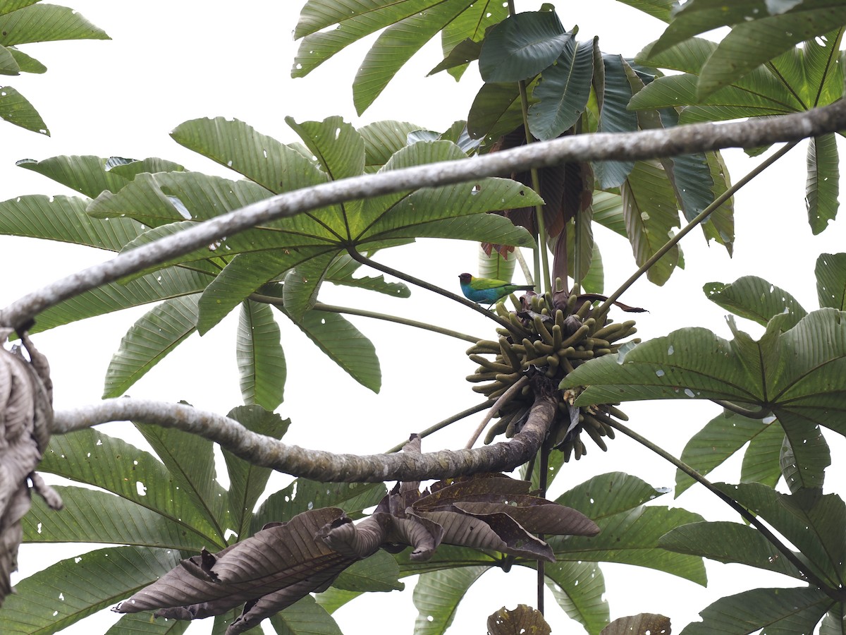 Bay-headed Tanager - ML627674697