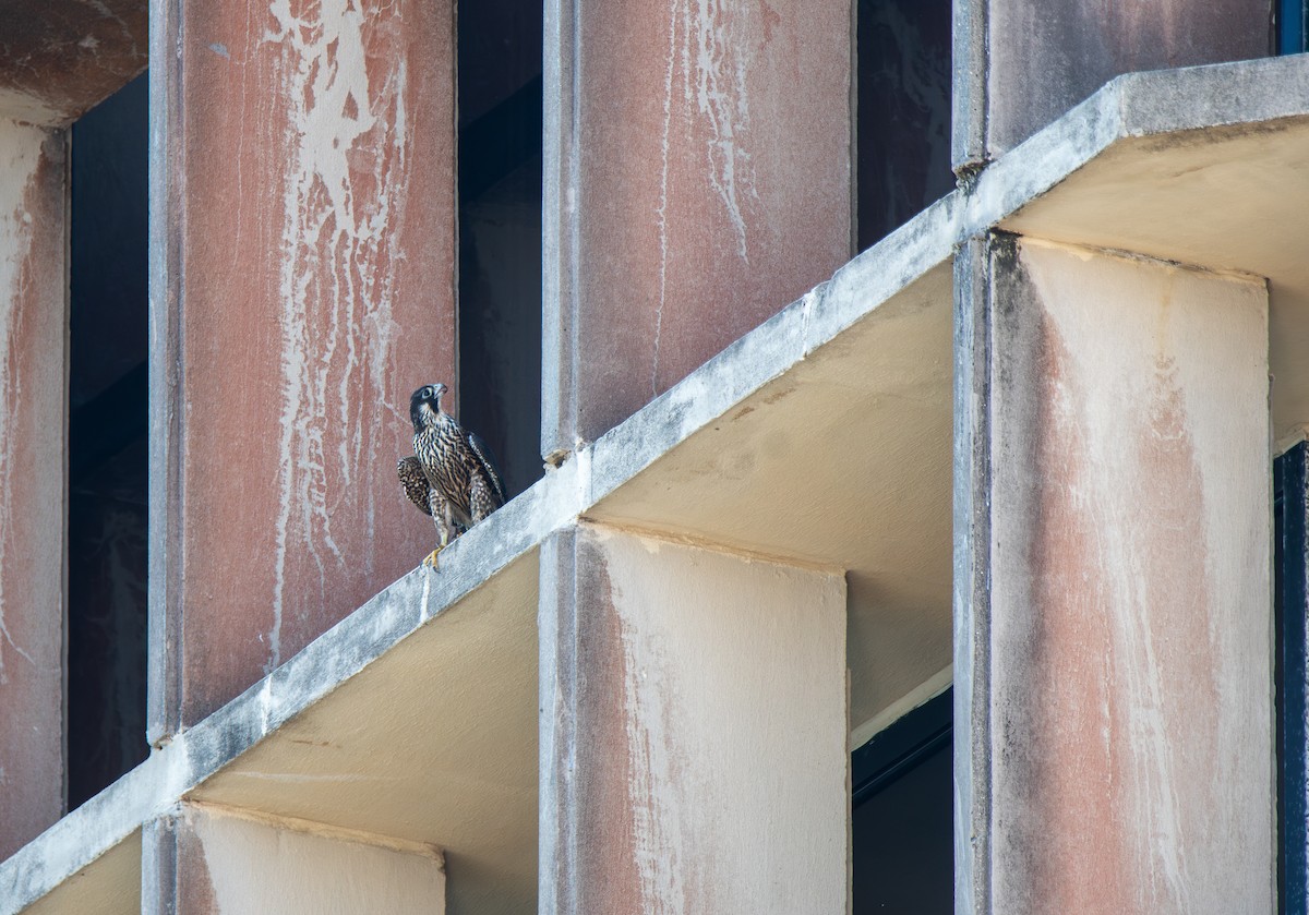 Peregrine Falcon - ML627674699