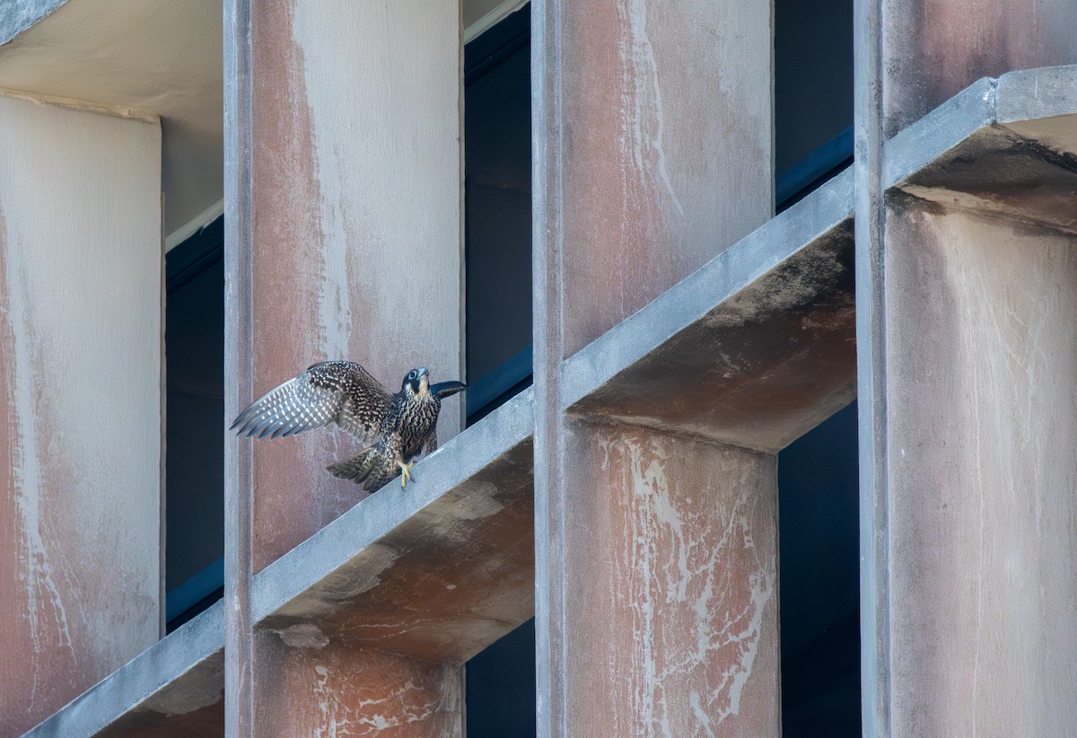 Peregrine Falcon - ML627674700