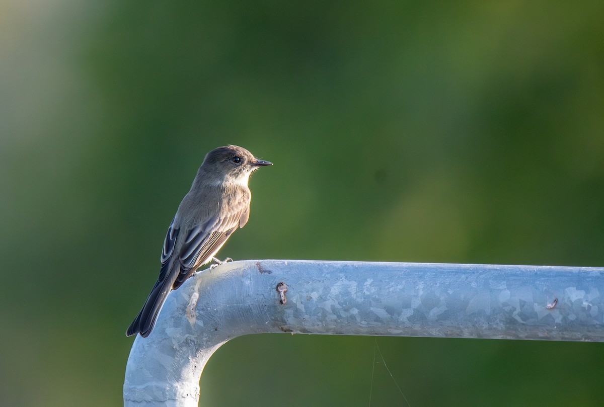 Eastern Phoebe - ML627674725