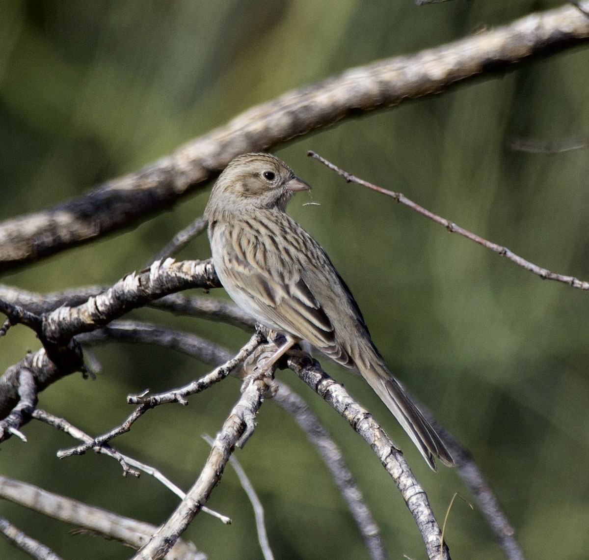 Brewer's Sparrow - ML627674727