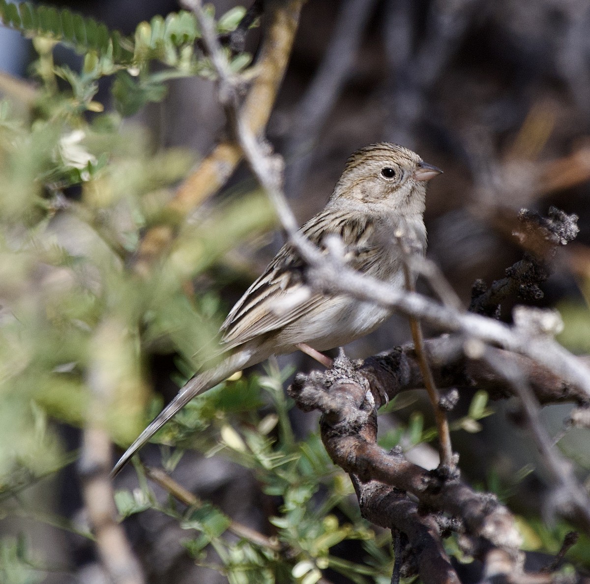 Brewer's Sparrow - ML627674728