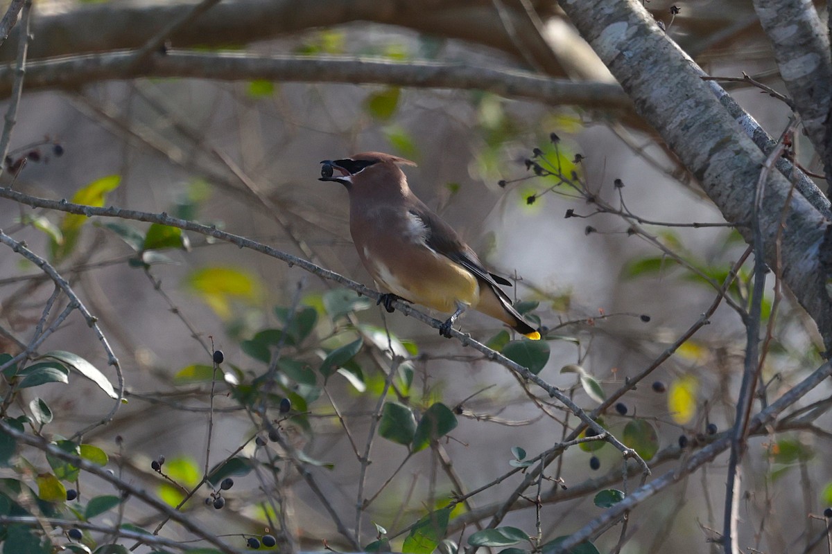 Cedar Waxwing - ML627674729