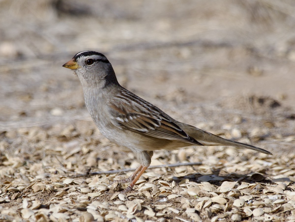 White-crowned Sparrow - ML627674733