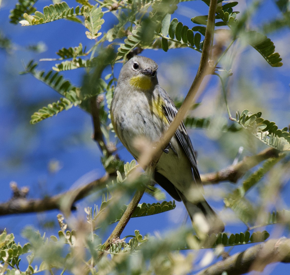 Yellow-rumped Warbler - ML627674739