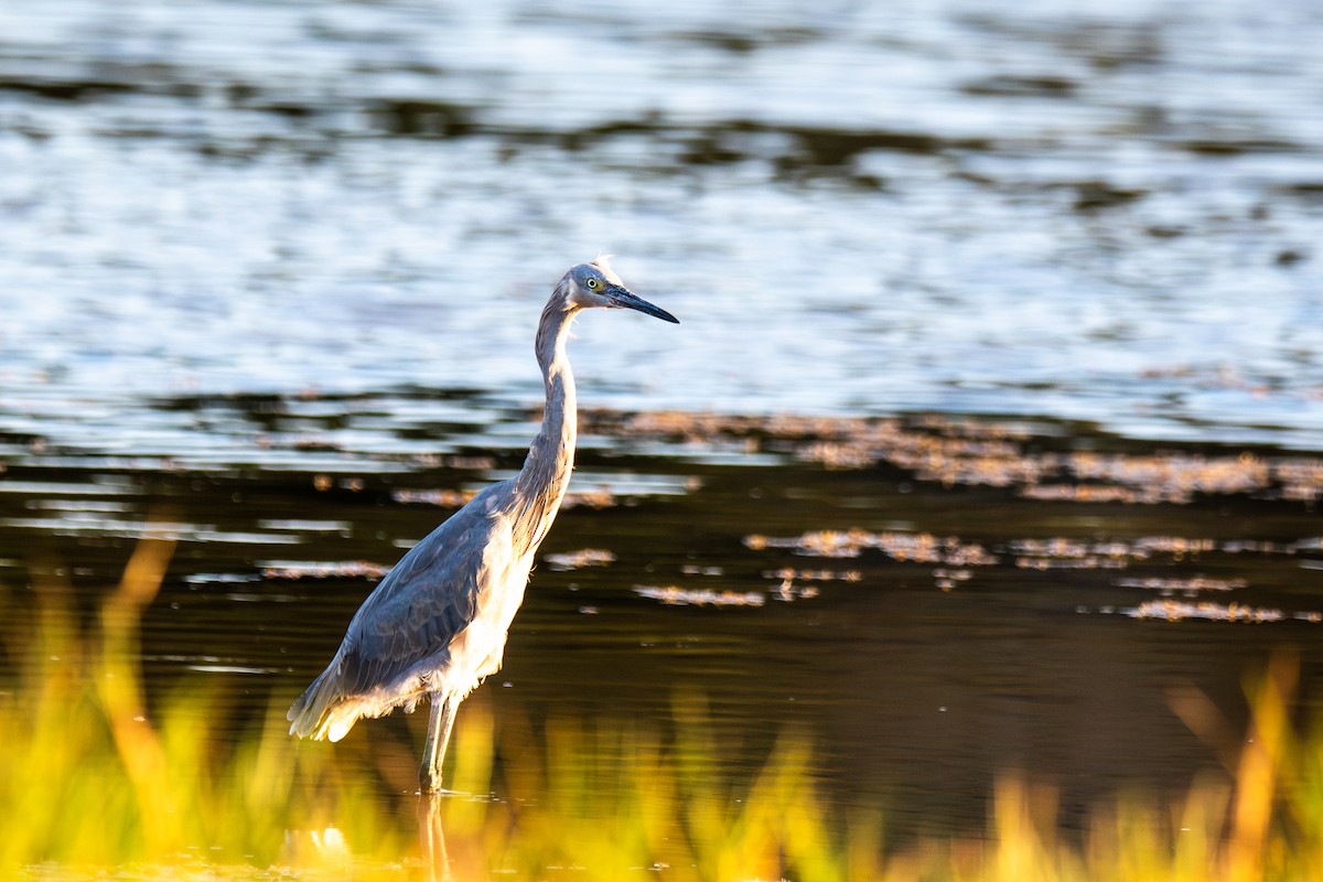 Reddish Egret - ML627674744