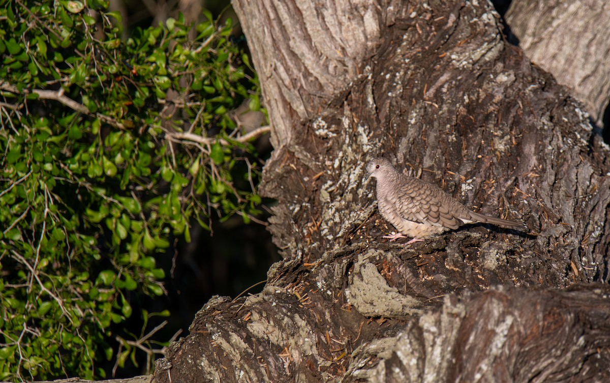 Inca Dove - ML627674748