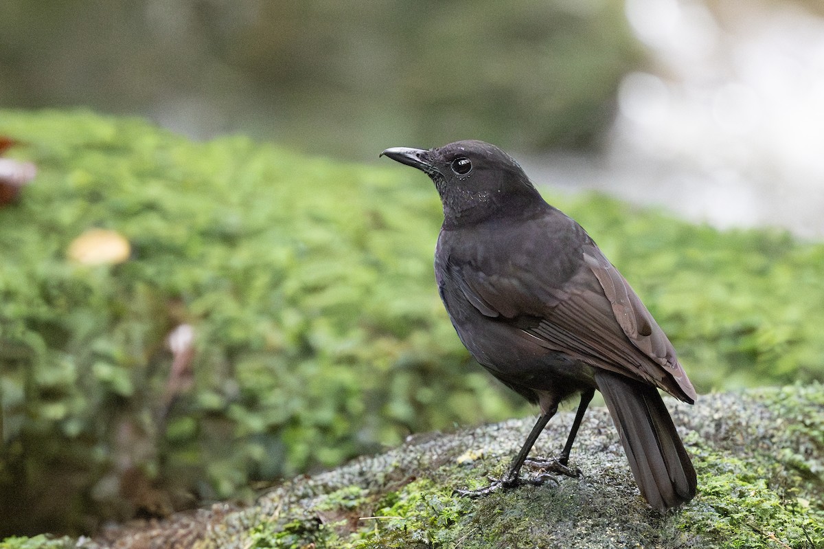 Bornean Whistling-Thrush - ML627674755