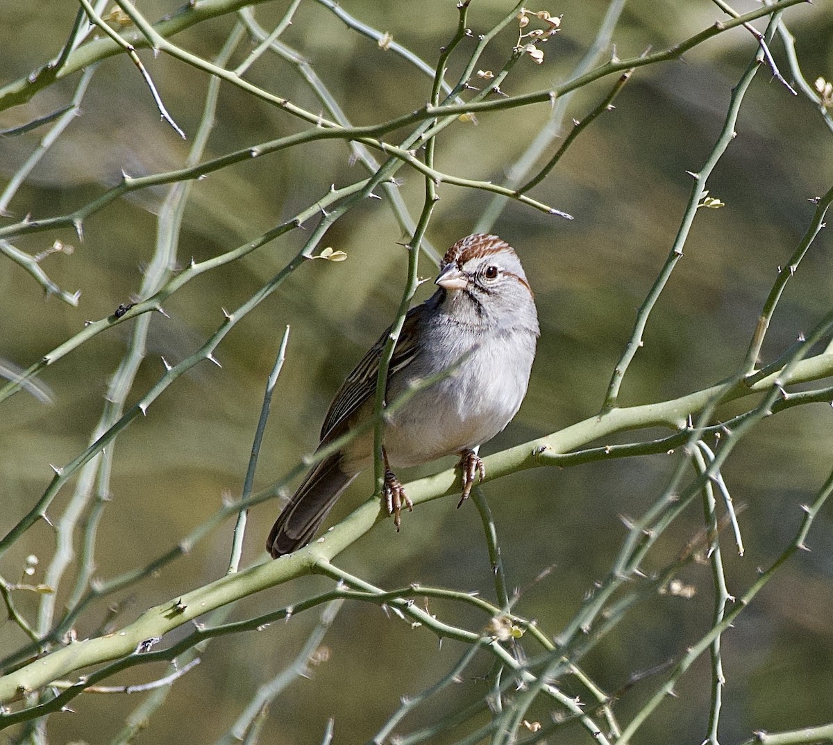 Rufous-winged Sparrow - ML627674756