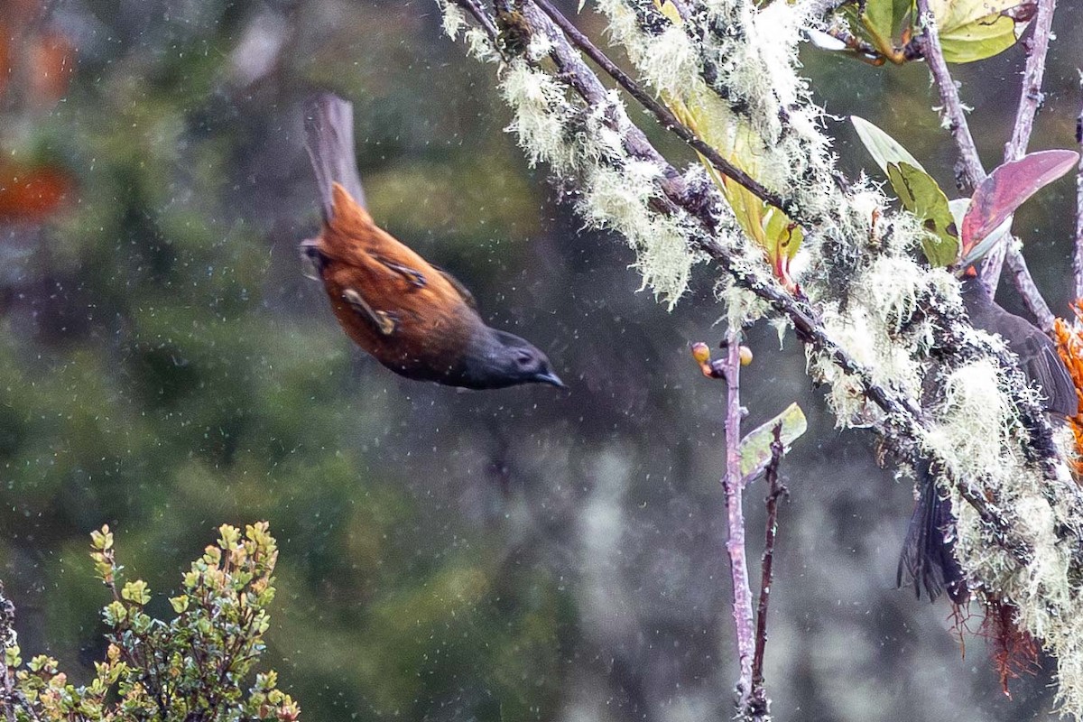 Chestnut-bellied Cotinga - ML627674757