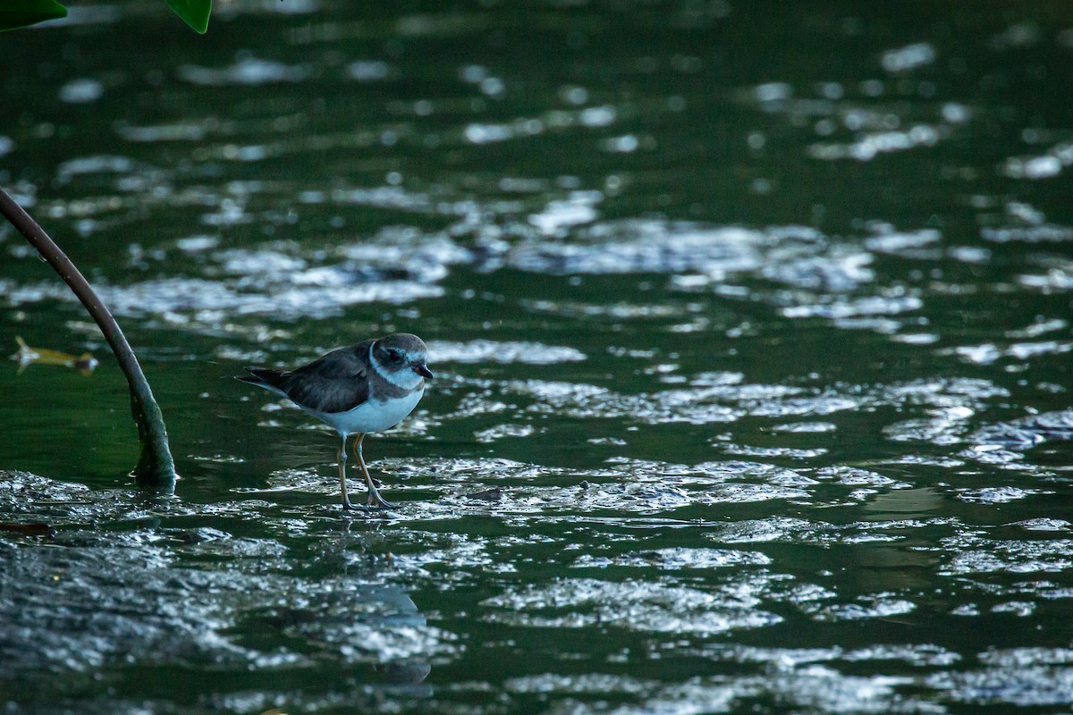 Semipalmated Plover - ML627674760