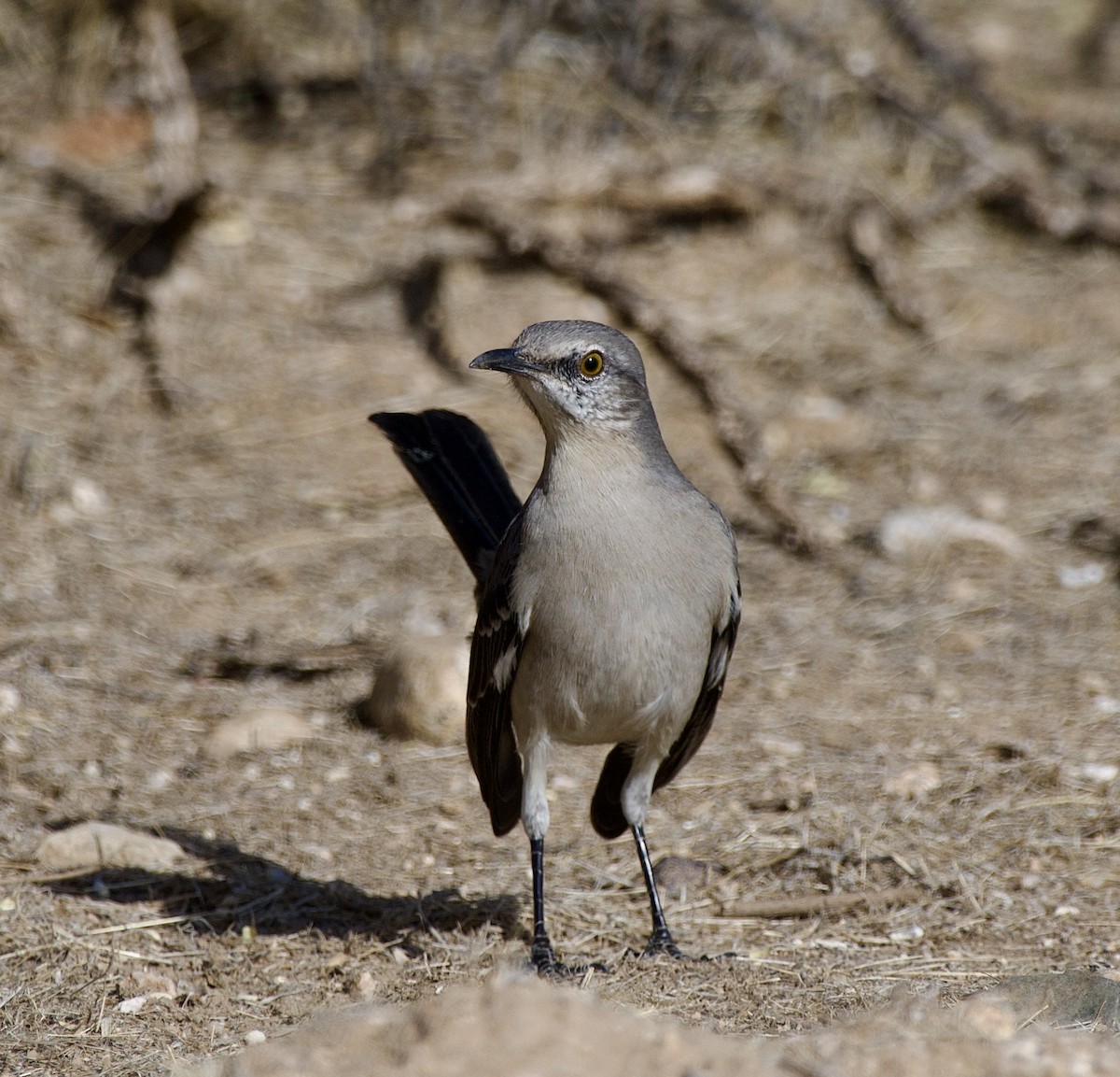 Northern Mockingbird - ML627674766