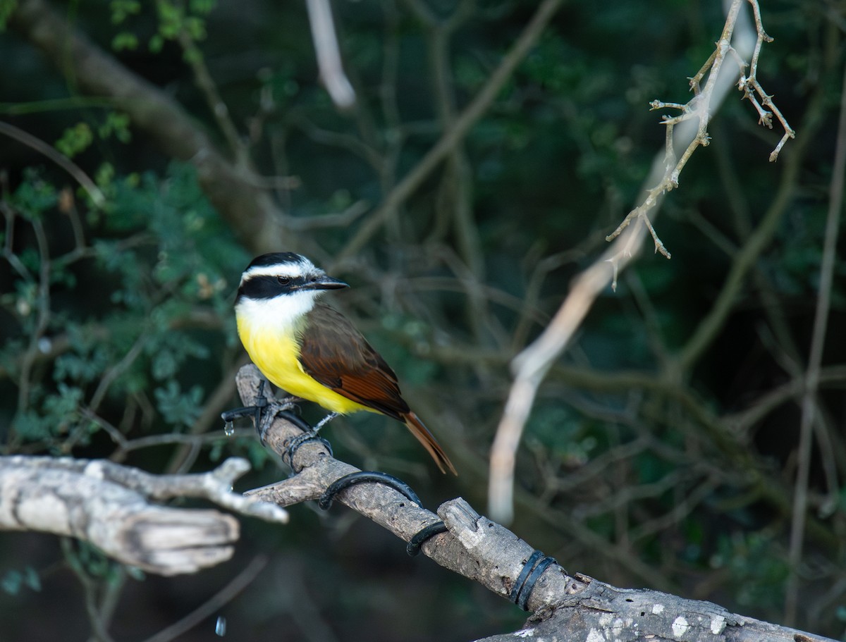 Great Kiskadee - ML627674770