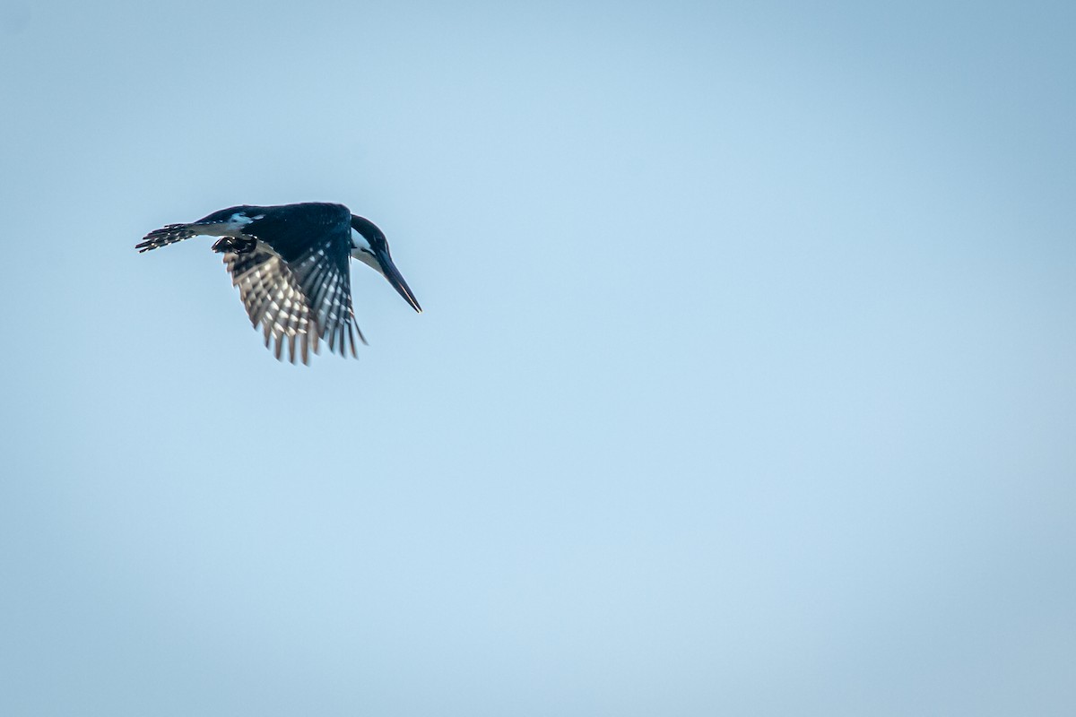 Amazon Kingfisher - ML627674772