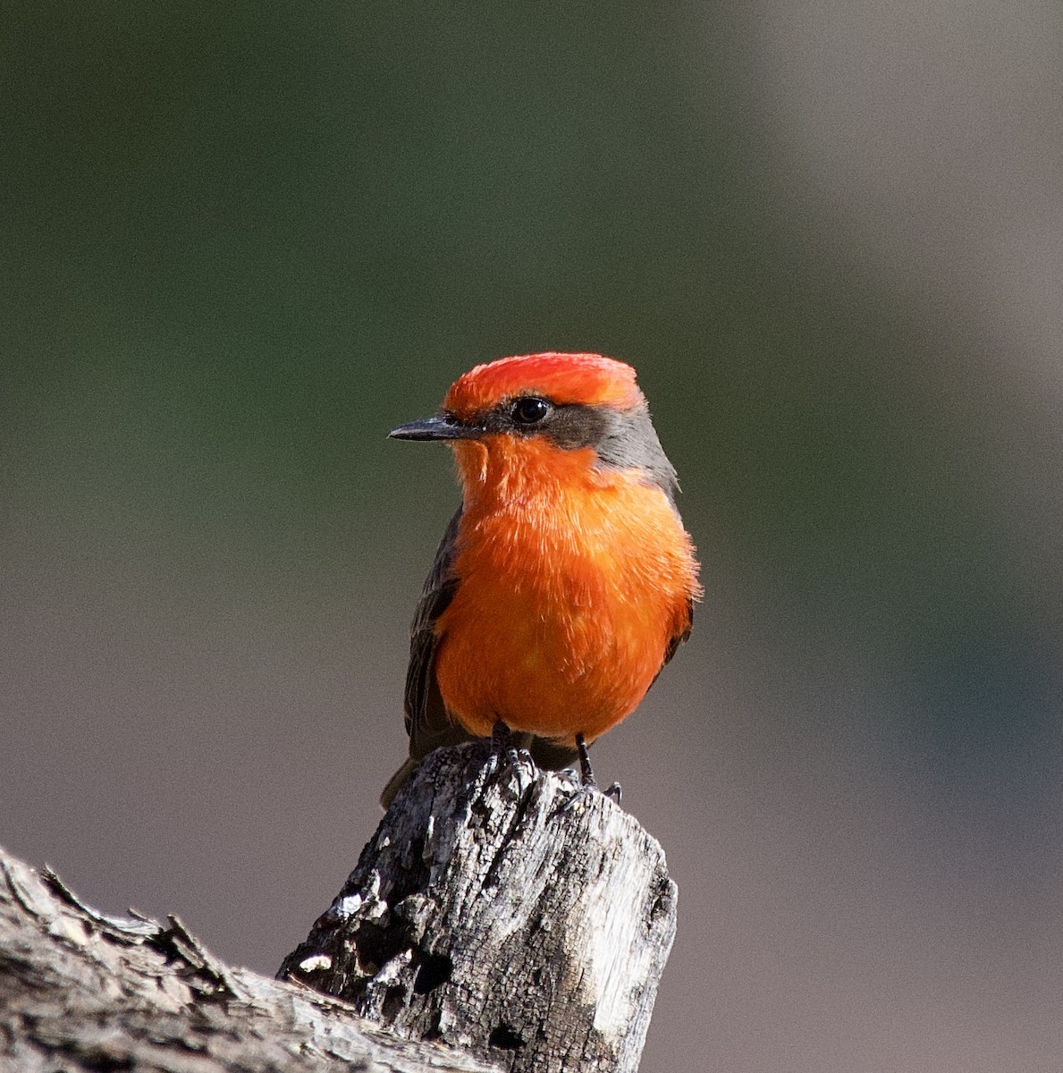 Vermilion Flycatcher - ML627674808