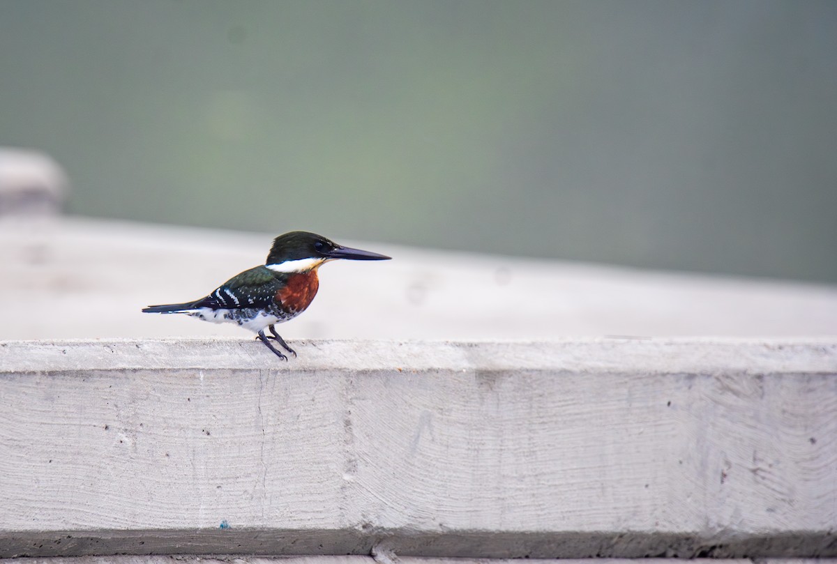 Green Kingfisher - ML627674815