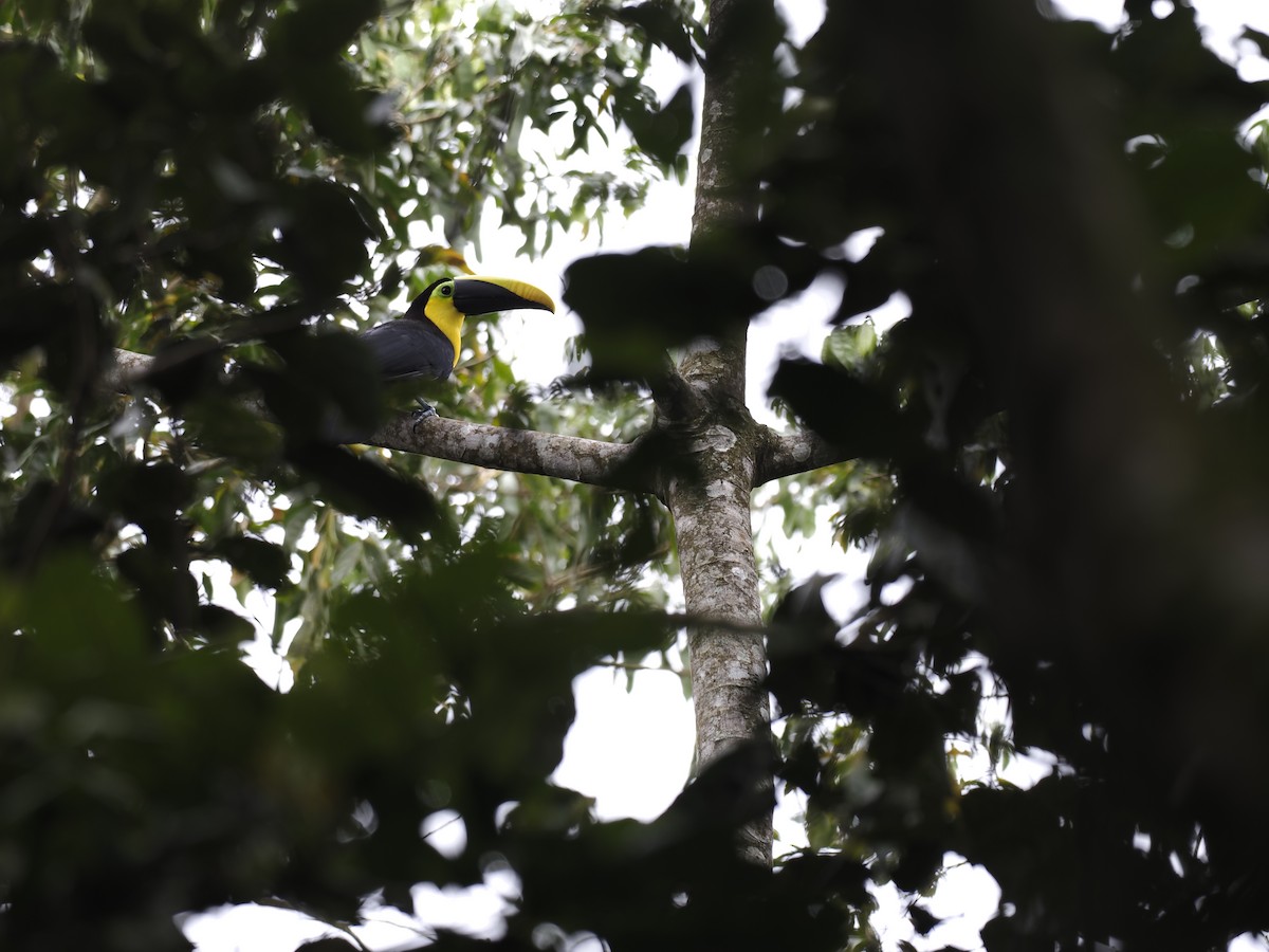 Toucan tocard - ML627674834