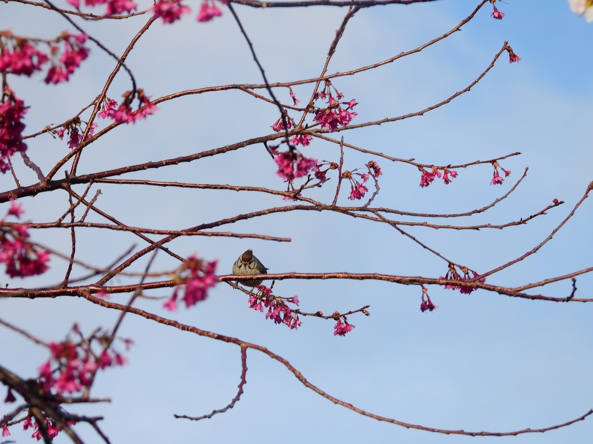 Taiwan Yuhina - ML627674859