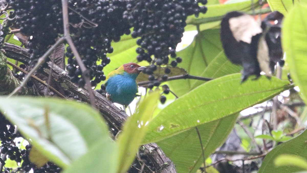 Bay-headed Tanager - ML627674866