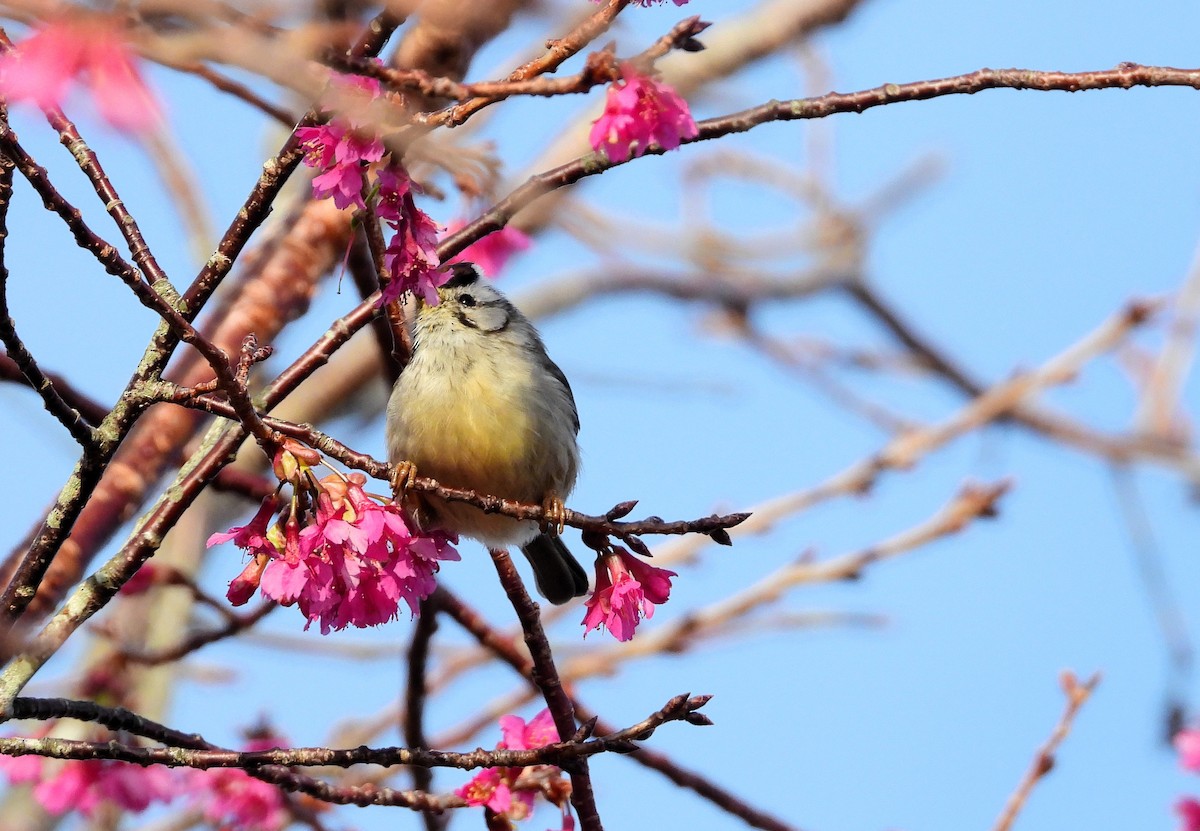 Taiwan Yuhina - ML627674868