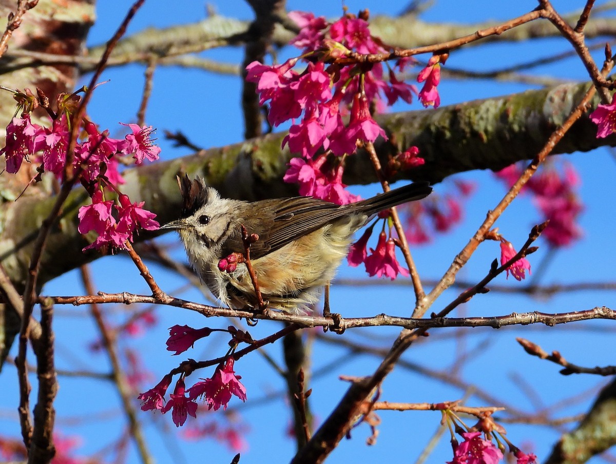 Taiwan Yuhina - ML627674872