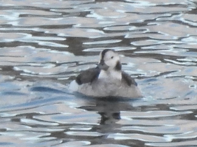 Long-tailed Duck - ML627674925