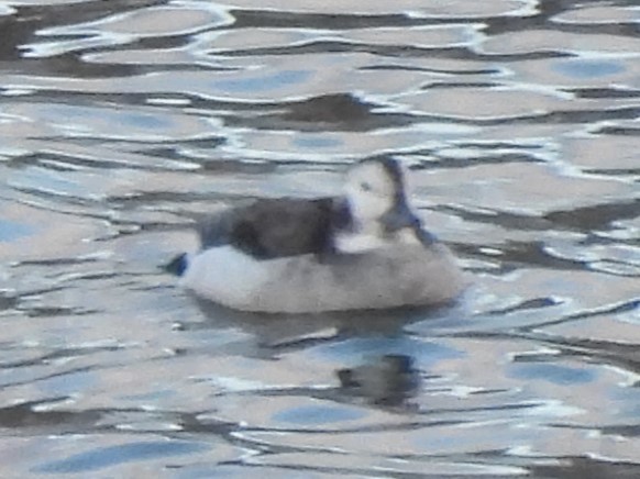 Long-tailed Duck - ML627674932