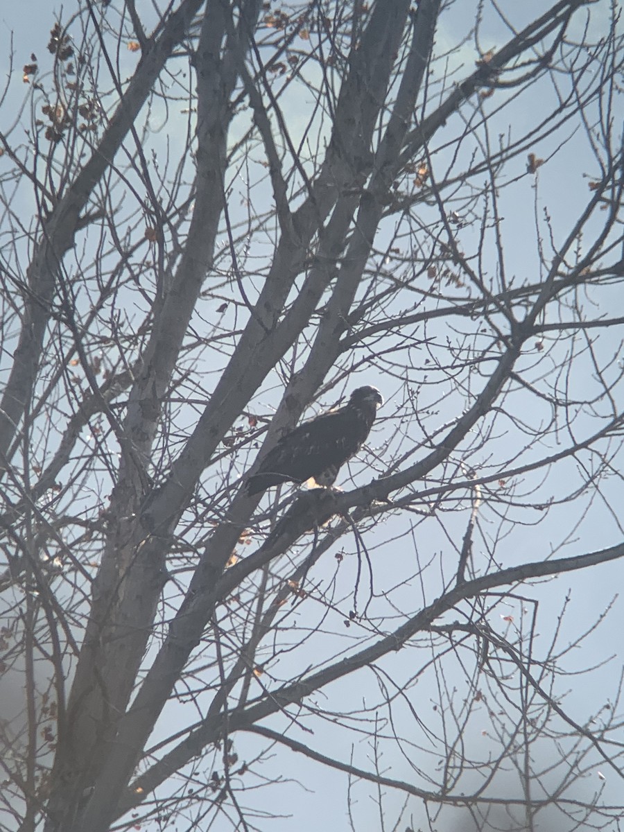 Bald Eagle - ML627674933