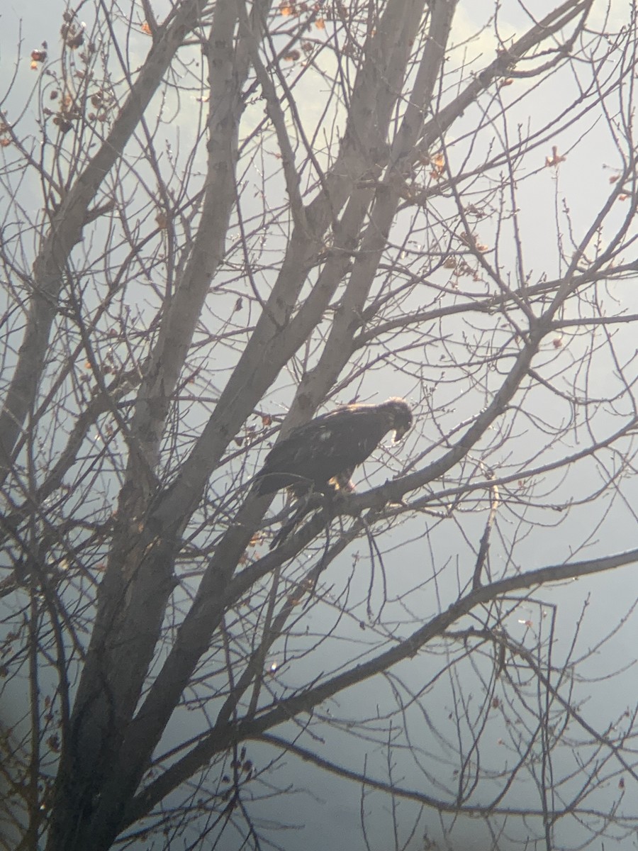 Bald Eagle - ML627674934
