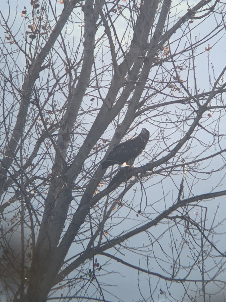 Bald Eagle - ML627674935